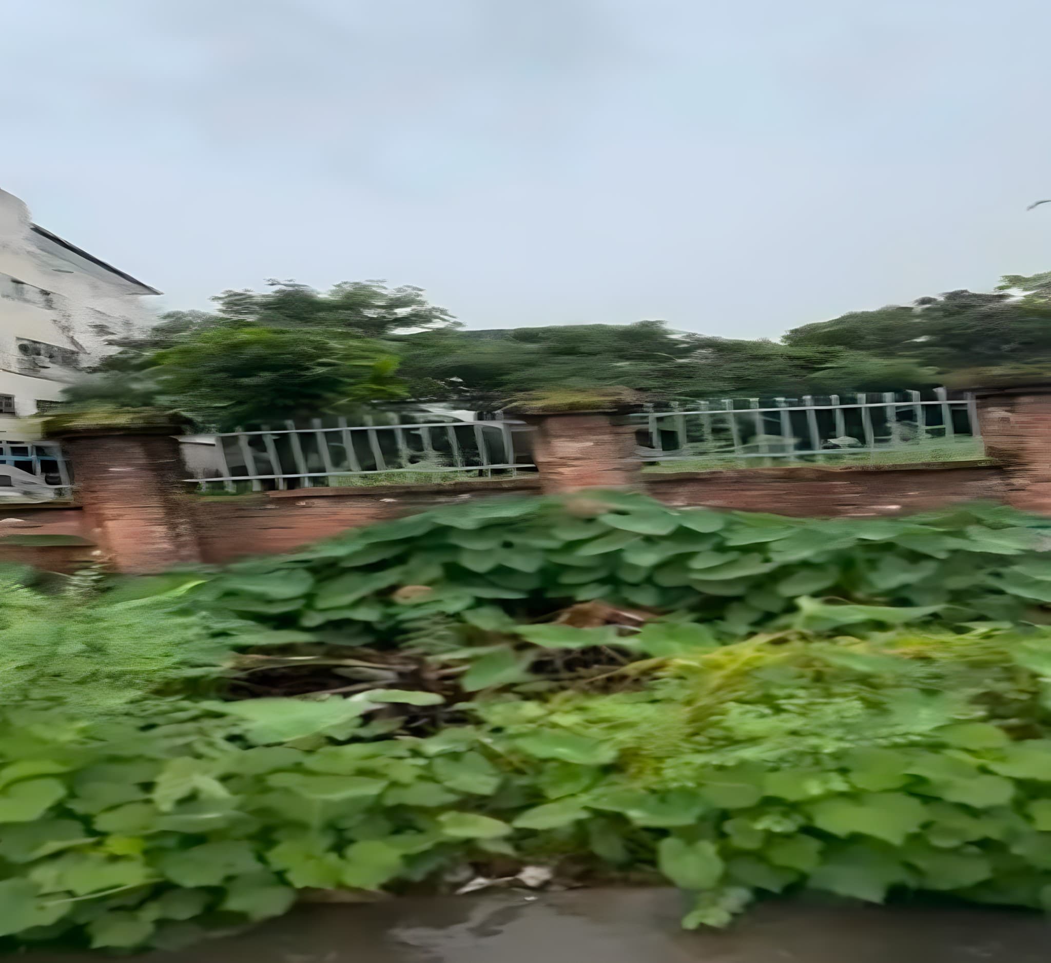 Overgrown vegetation along the North Dagon plot's brick wall