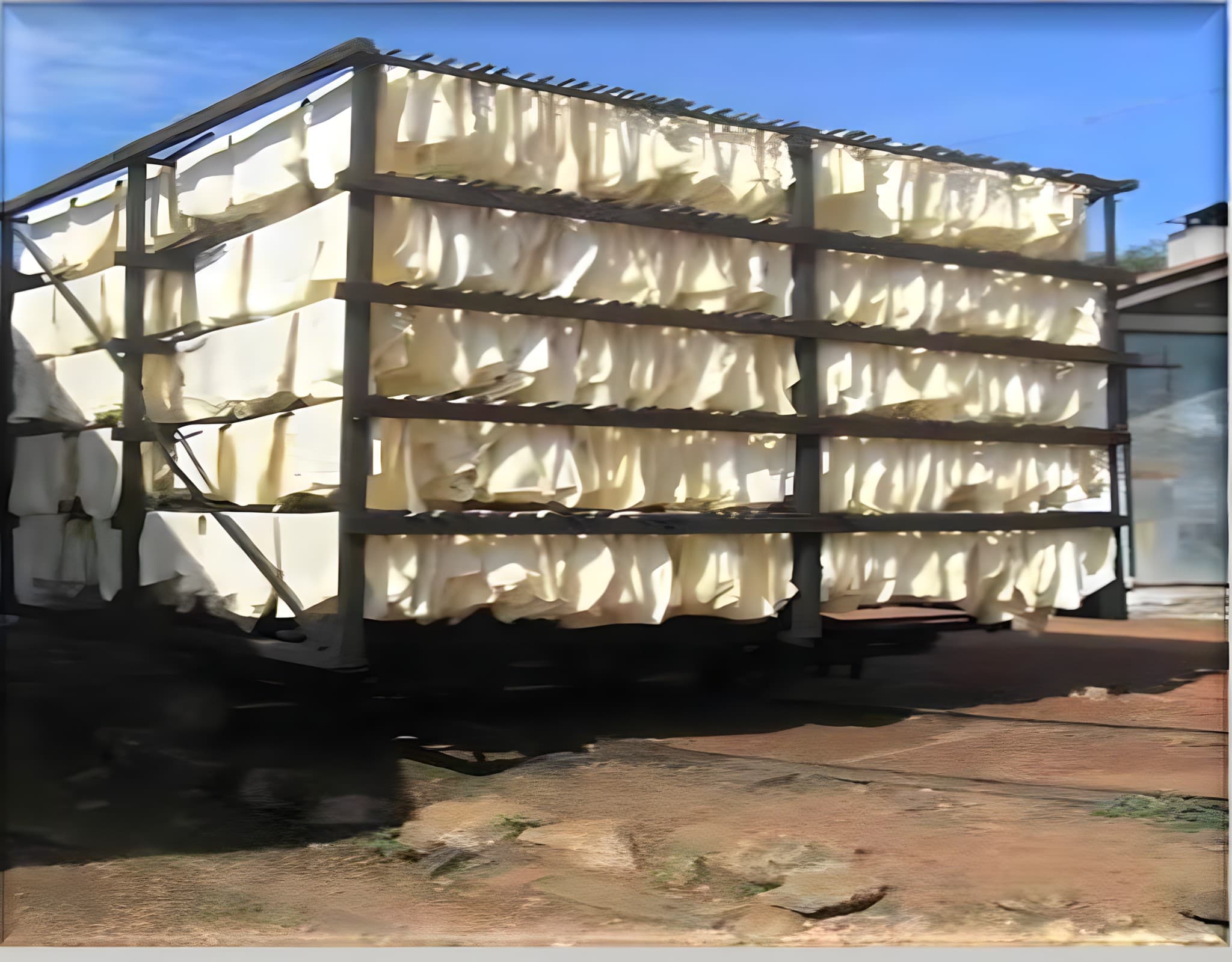 Sheets of natural rubber drying on racks